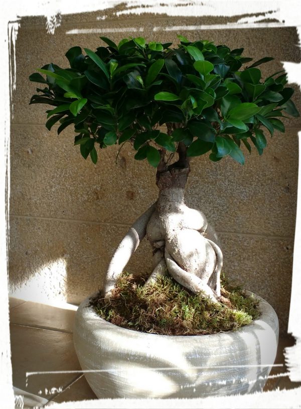 Μπονσάι (ficus microcarpa) - Image 2