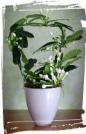 stephanotis