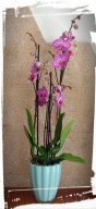 orchidea phalaenopsis