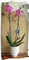 orxidea phalaenopsis