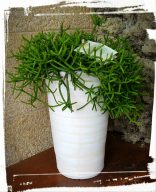 rhipsalis