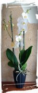 orchidea phalaenopsis