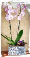 orchidea phalaenopsis
