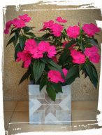 impatiens sun
