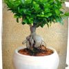 Μπονσάι (ficus microcarpa)