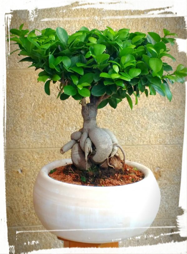 Μπονσάι (ficus microcarpa)