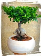 ficus microcarpa