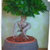 Μπονσάι (ficus microcarpa) - Image 3