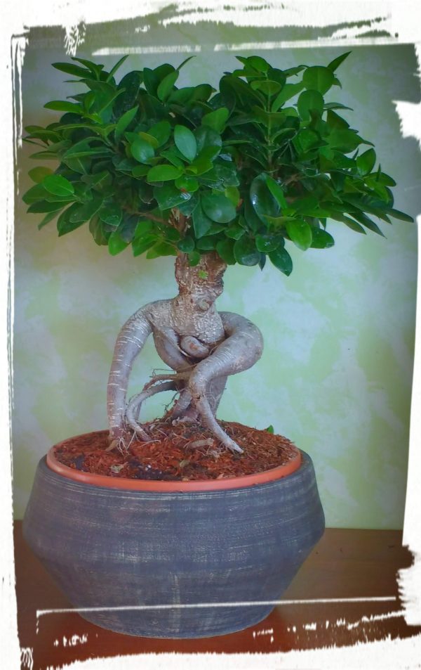 Μπονσάι (ficus microcarpa) - Image 3