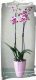 Home 3 223 orchidea phalaenopsis