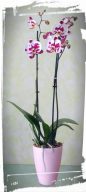 orchidea phalaenopsis
