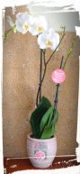 orhidea phalaenopsis