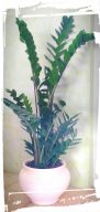 zamia