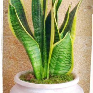 Σανσιβέρια σε αμφορέα (h:70cm)