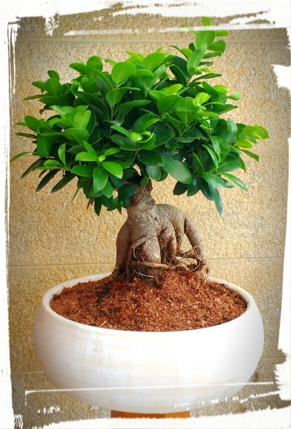Μπονσάι (ficus microcarpa) - Image 4