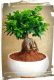 Home 2 211 bonsai microcarpa