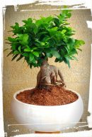 bonsai microcarpa