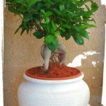 Μπονσάι (ficus microcarpa) σε πυθάρι 4 IMG 20200730 191436