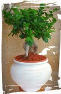 bonsai