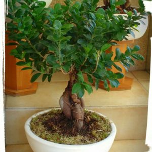 Μπονσάι (ficus microcarpa)
