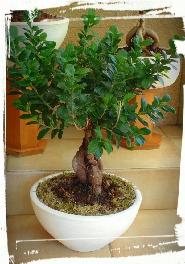 bonsai