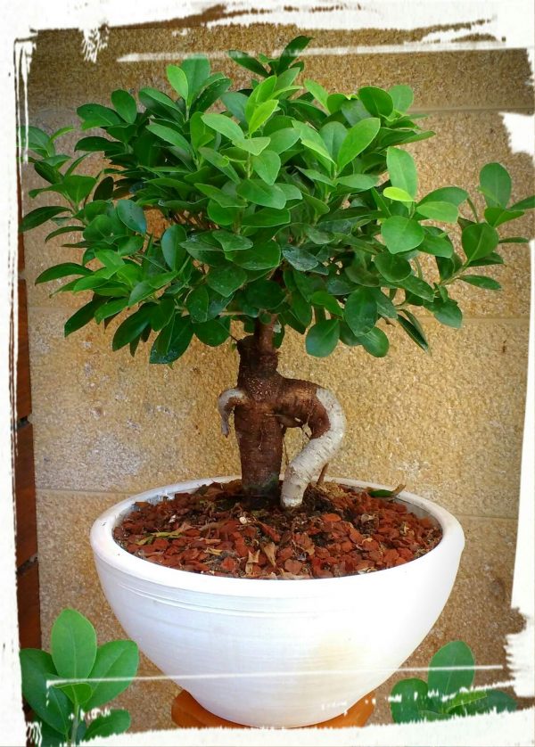Μπονσάι (ficus microcarpa) - Image 3