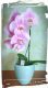 Home 2 210 orxidea phalaenopsis