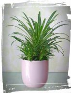 Pachypodium