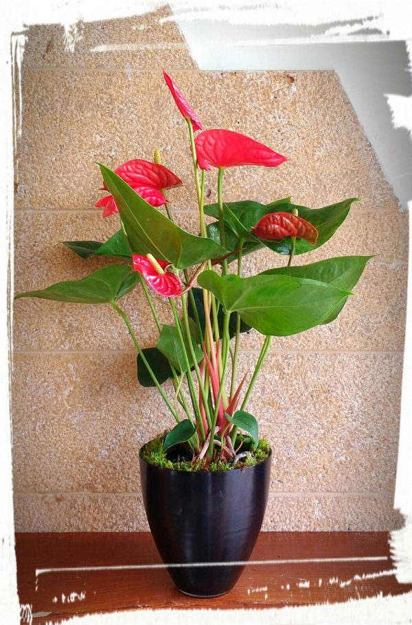 anthurium2