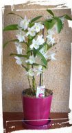 dendrobium.