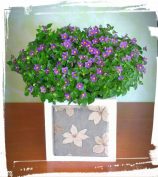 exacum