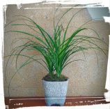 nolina recurvata
