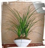 nolina recurvata.