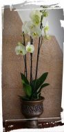 orchidea phalaenopsis