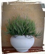 Calluna Vulgaris
