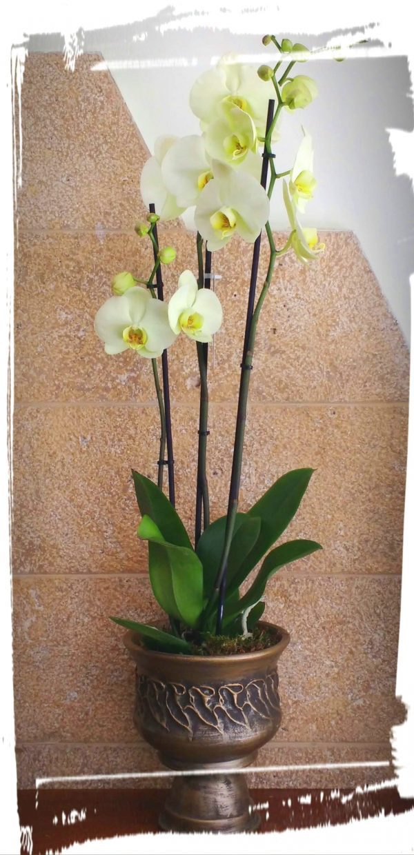 orchidea amforeas