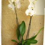 phalaenopsis