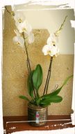 phalaenopsis
