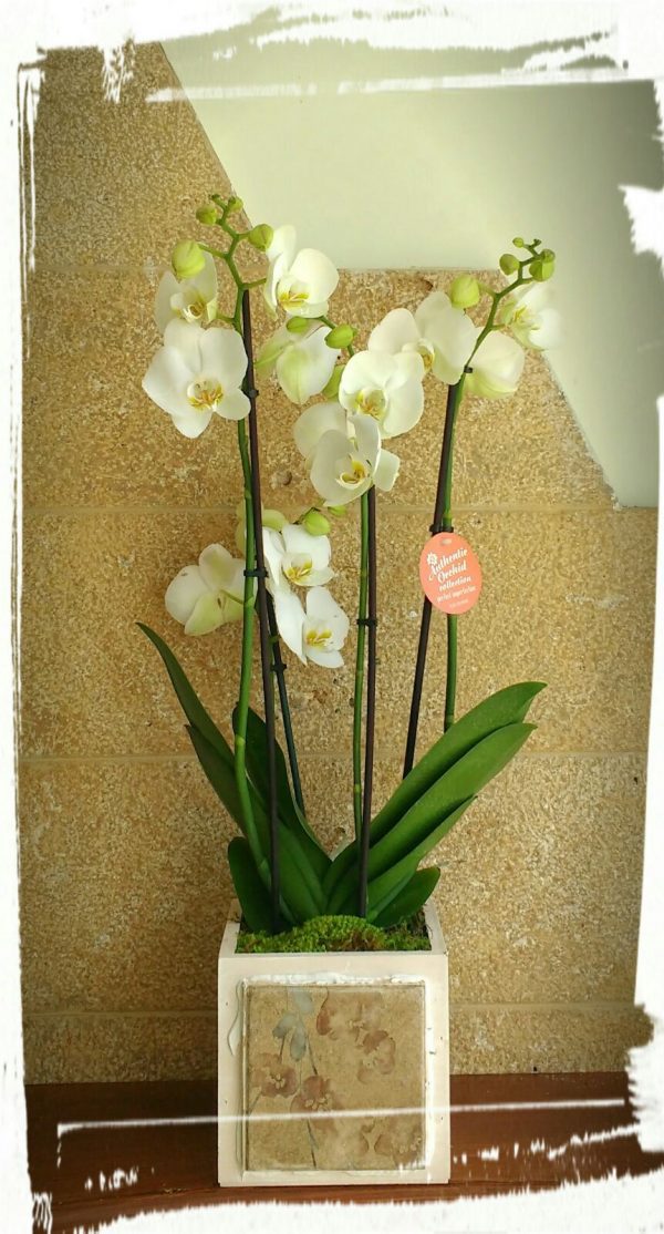 phalaenopsis plakaki