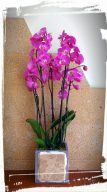 phalaenopsis plakaki1