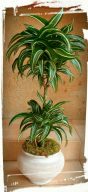 Dracaena deremensis ‘White Jewel’