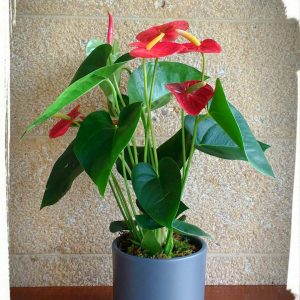 Ανθούριο σε κεραμικό (anthurium) μικρό