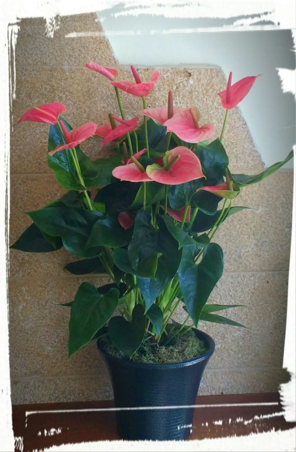 anthurium