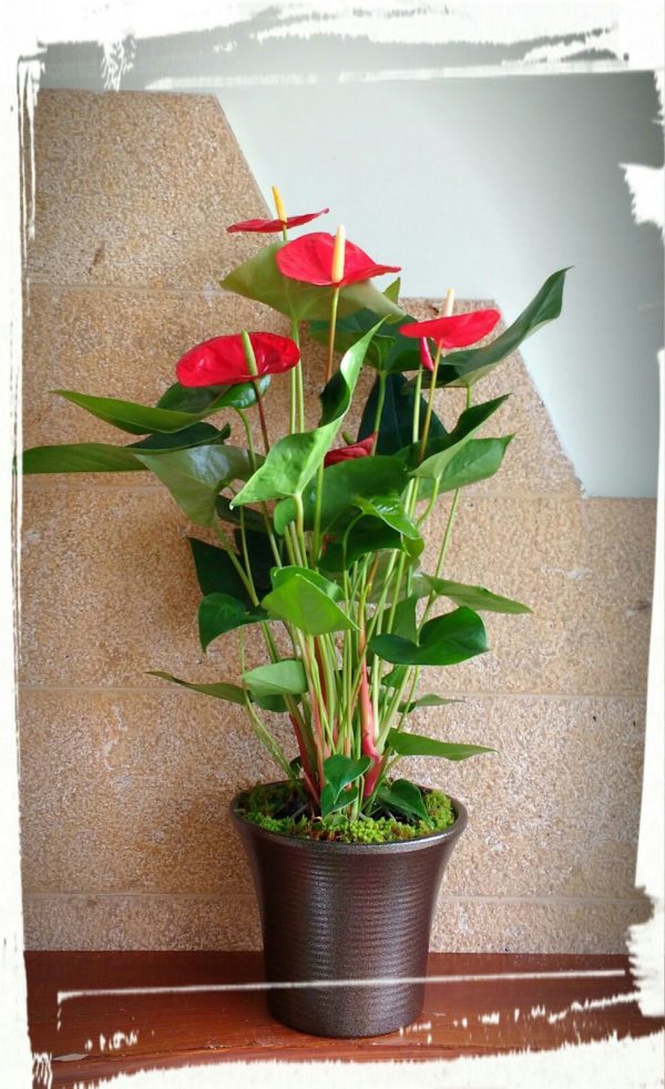 anthurium1