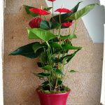 anthurium3