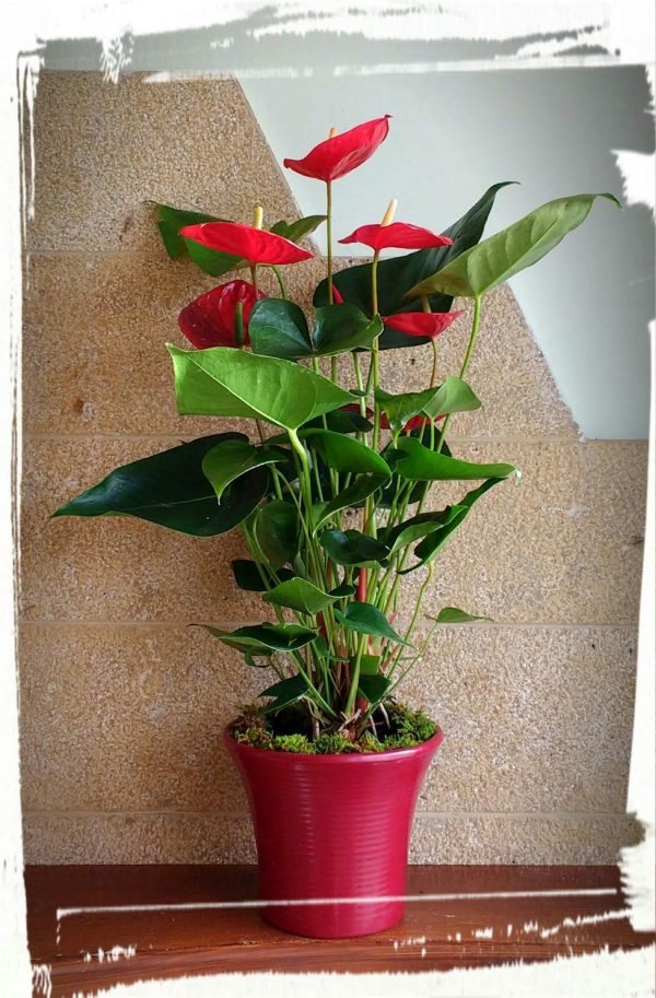 anthurium3