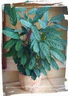 Calathea Zebrina