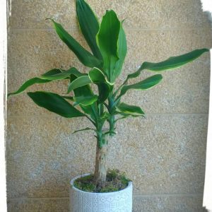 Δράκαινα (Draceana Steudneri) 50εκ.