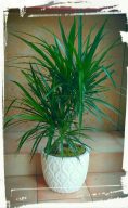 dracena marginata