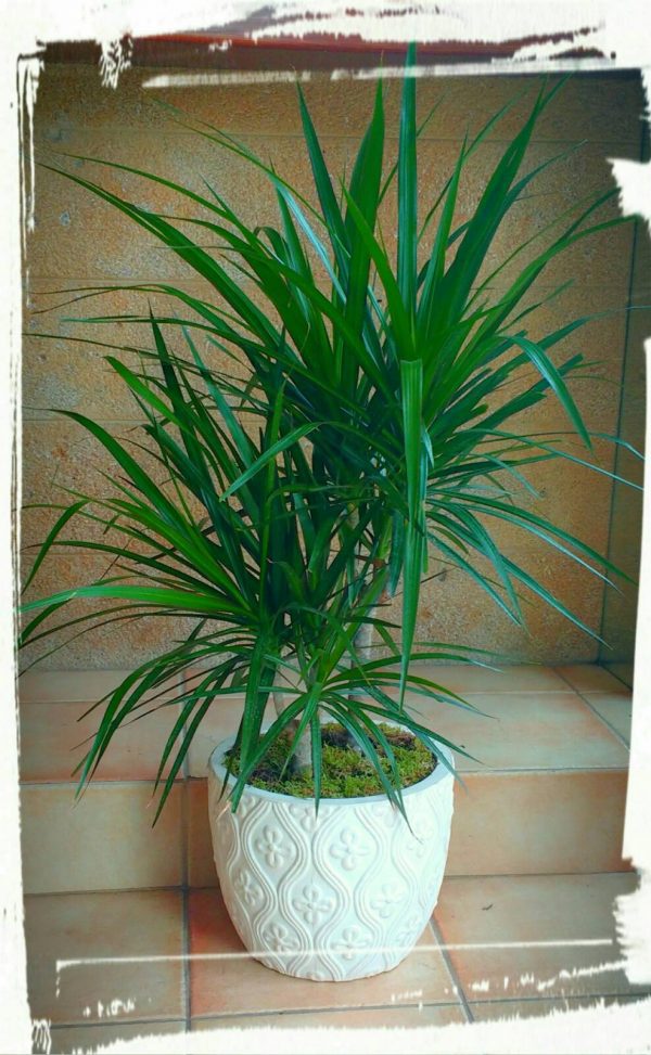 dracena marginata 1